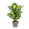 PLANTA DIEFFENBACHIA