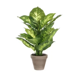 PLANTA DIEFFENBACHIA