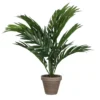 PALMERA ARECA