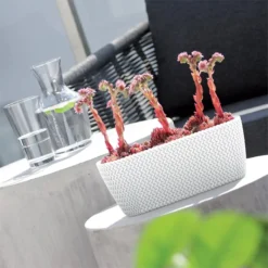 Prosperplast Jardinera Para Balcón Splofy Case 4L., Dimensiones (Mm) 297X145X133, Color Blanco -Ofertas Verdi Jar Tienda 6428804b42e932f8c26442fc77318b5bef7322c5 10a62a5f32884c179ef50a163688095e