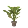 PLANTA CALATHEA