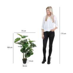 Planta Decorativa Mica Decorations (75 X 100 Cm) -Ofertas Verdi Jar Tienda 6aa3b16c9f928e5379f4c92d09d28559f11f5e51 9ec7f270ec604637b95b4f5136f3a612