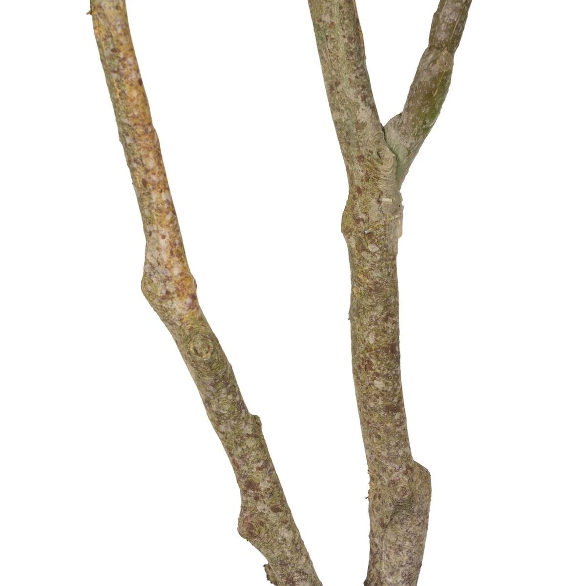 Planta Decorativa 116 Cm Verde PVC Roble 5 Planta Decorativa 116 Cm Verde PVC Roble - Imagen 5