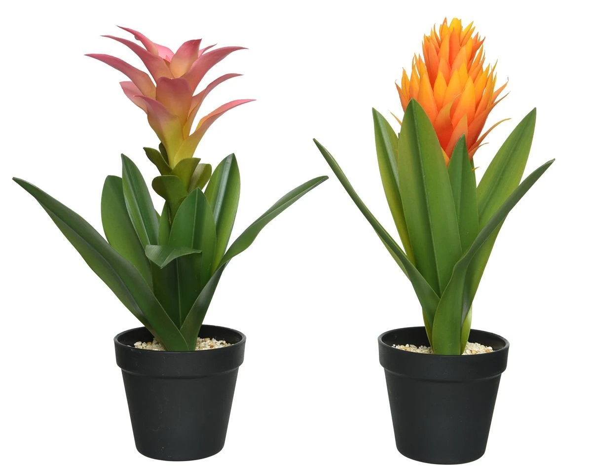 Planta BROMELIA 40cm Colores Surtidos 1 Planta BROMELIA 40cm Colores Surtidos