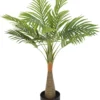 PLANTA PALMERA