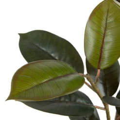 Planta Decorativa 49 X 45 X 125 Cm PVC Ficus Verde Oscuro -Ofertas Verdi Jar Tienda e43d72d6d1ecbcce6ef9611719a87416cfabb764 0497fa55a93d4f42bb66f3f36386d945