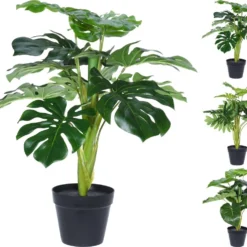 PLANTA MONSTERA SURTIDO