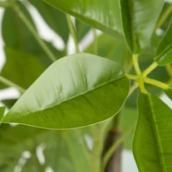 Planta Decorativa 54 X 52 X 120 Cm Verde PVC -Ofertas Verdi Jar Tienda ed413e3f140035b2e9083be39a1bce4cd51731da bbb369b940f44caeb60938fd4003a720